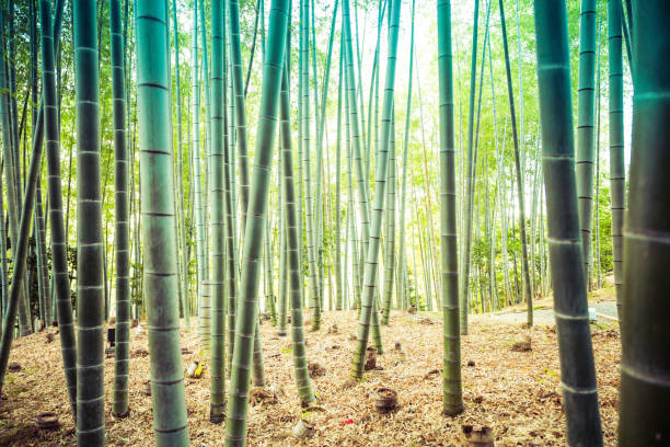 A zen like bamboo forest stock photo