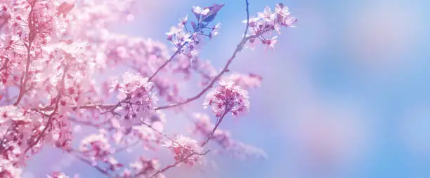 Photo of beautiful blooming cherry tree in sunshine isolated on blue sky at the edge of the panoramic, close-up of blurry cherry blossom, selective focus on the upper flowers