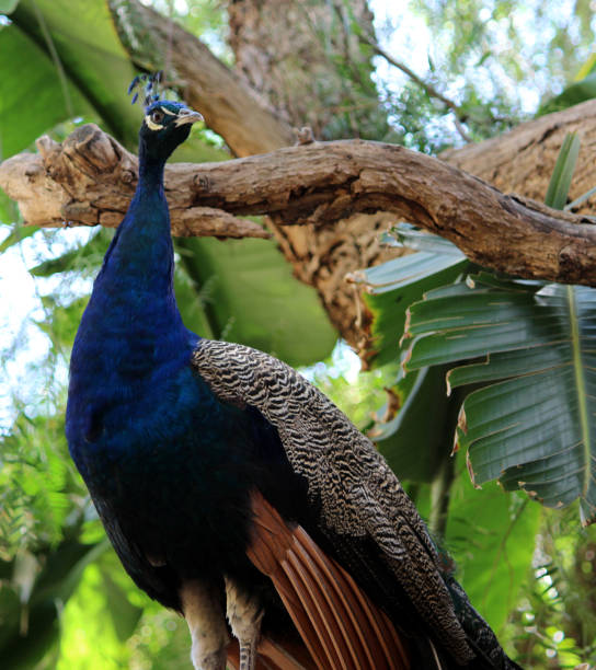 istock Peacock or male Indian peafowl (Pavo cristatus) on a tree : (pix SShukla) 1367356433