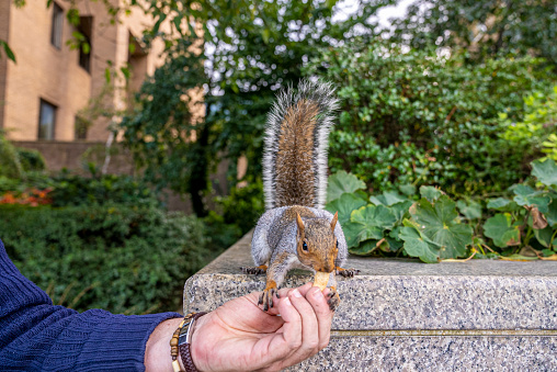 Human hand feeding hungry little squirrel with peanut sitting on wall, Hand feeding cute squirrel with nut