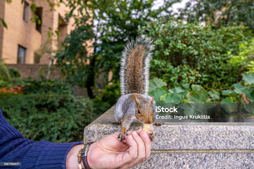 Cute little squirrel with fuzzy tail eats peanut from human hand Human hand feeding hungry little squirrel with peanut sitting on wall, Hand feeding cute squirrel with nut Hand Stock Photo