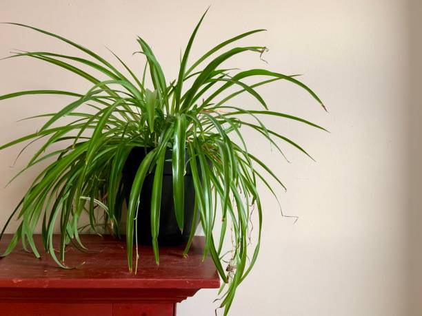 istock Spider Plant on Antique Red Cupboard 1367358234