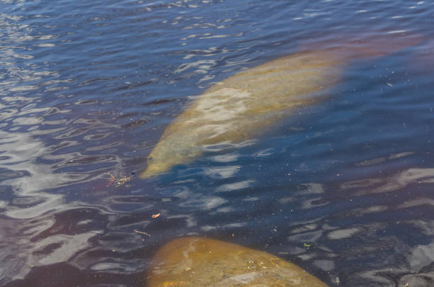 Florida manatee (Trichechus manatus latirostris) swimming in Florida, USA. Florida manatee (Trichechus manatus latirostris) swimming in Florida, USA. manatus stock pictures, royalty-free photos & images