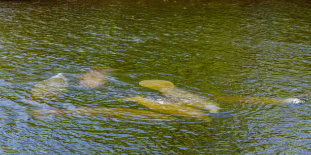 Group of Florida manatees (Trichechus manatus latirostris) swimming in Florida, USA. Group of Florida manatees (Trichechus manatus latirostris) swimming in Florida, USA. manatus stock pictures, royalty-free photos & images