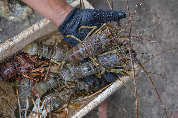 Urak Lawoi sea gypsy fisherman holds up two large lobster in Phuket, southern Thailand.