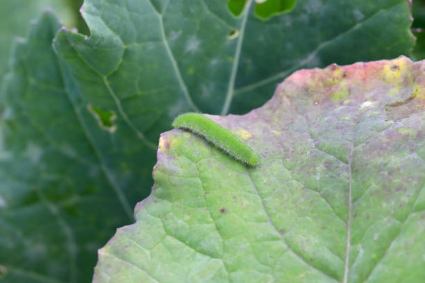 istock Caterpillar of Pieris rapae called cabbage white, cabbage butterfly or small white cabbage leaf. 1367361402