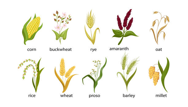 Cereal crops cartoon illustration collection Cereal crops cartoon illustration collection. Out, corn, buckwheat, rye, amaranth, rice, spikelet of wheat, proso, barley, millet with green leaves isolated on white background. Plant, flowers concept barley stock illustrations