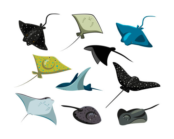 ilustrações, clipart, desenhos animados e ícones de conjunto de ilustrações de vetores planos de arraias cômicas - manta ray