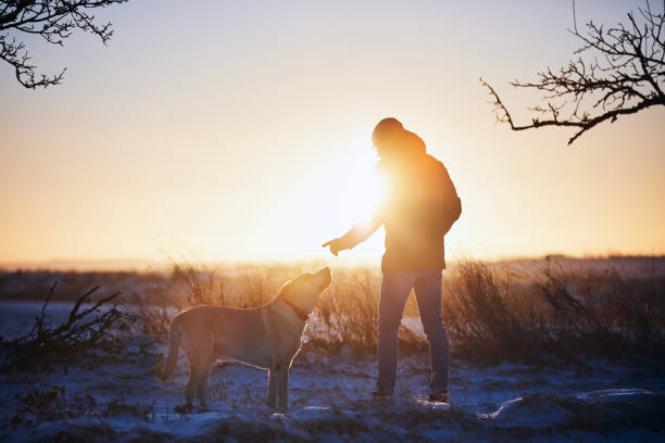 Man with dog during winter morning. Pet owner learning obedinece his labrador retriever.\