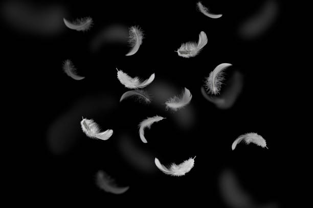 istock Soft White Fluffly Feathers Falling in The Dark. Swan Feather on Black Background. 1367363502