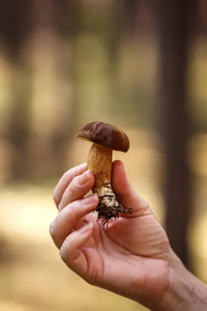Porcini mushroom in female hand. Picking edible mushrooms in forest