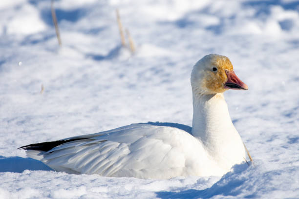 istock Snow goose (Anser caerulescens) resting in the snow in the sunshine 1367365979