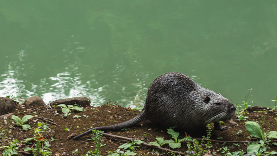 muskrat went to the shore of the reservoir in search of food. wild life nature photo
