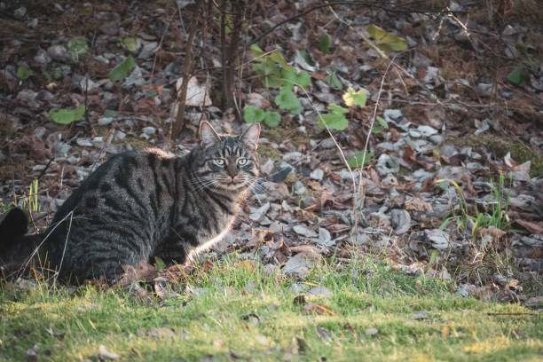 istock gray tabby house cat sits in the grass 1367368168
