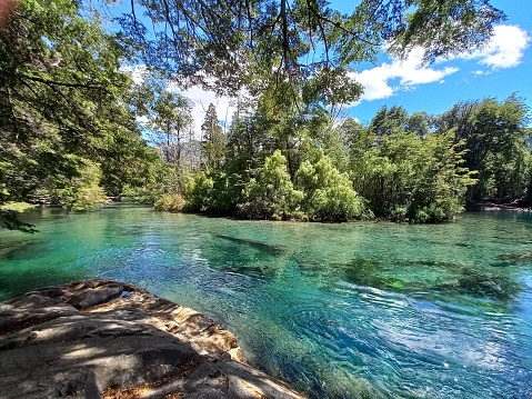 Stunning serene river in The Bolsón,  its water surges from melting glaciers and  the snow of the mountains in The Andes and flows across a huge area of pine forest.