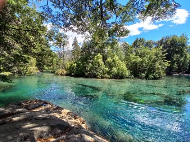 meek river, el bolsón - balsa tree imagens e fotografias de stock