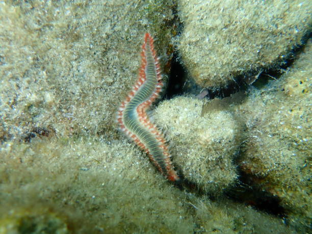 istock Bearded fireworm or green bristle worm, green fireworm (Hermodice carunculata) undersea 1367368314