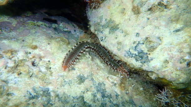 istock Bearded fireworm or green bristle worm, green fireworm (Hermodice carunculata) undersea 1367368322