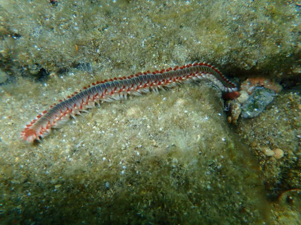 istock Bearded fireworm or green bristle worm, green fireworm (Hermodice carunculata) undersea 1367368348