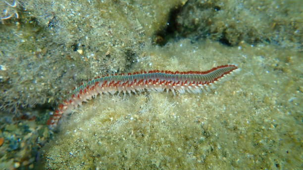 istock Bearded fireworm or green bristle worm, green fireworm (Hermodice carunculata) undersea 1367368365