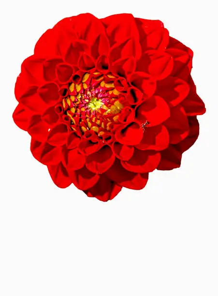 Photo of Red flower banner on white