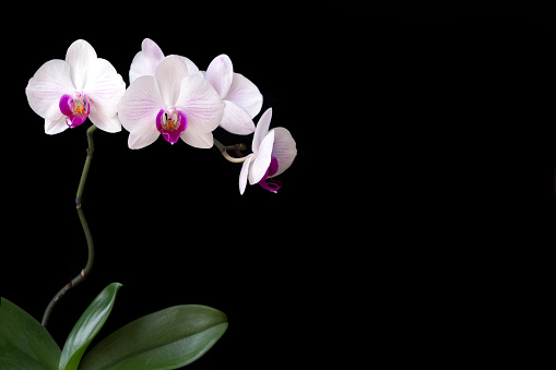 Delicate white-pink orchid, isolate on a black background with copy space. Floral card.