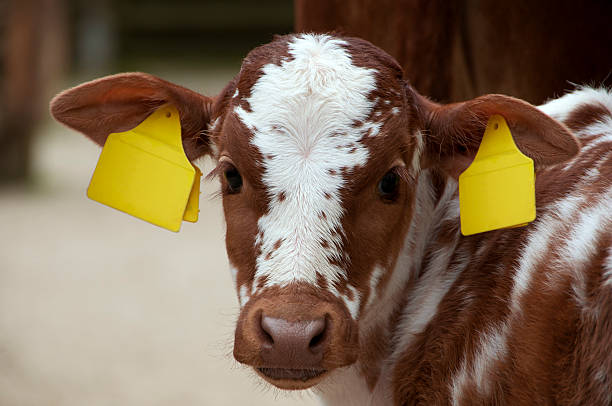 vitello maculato con orecchio grande etichette per spazio di copia - orecchio di animale foto e immagini stock
