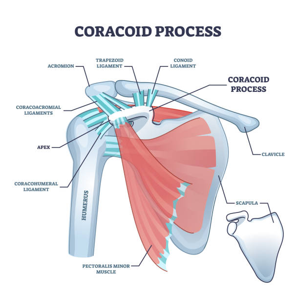 Coracoid process with anatomical osseous skeletal structure outline diagram Coracoid process with anatomical osseous skeletal structure outline diagram. Labeled educational physiology scheme with shoulder bones, ligaments and muscle titles description vector illustration. scapula stock illustrations