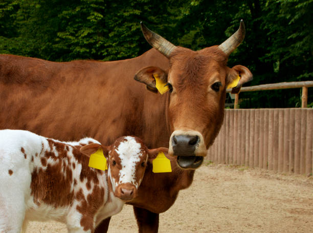 cute calf with large ear tags - ideal for your logo :)