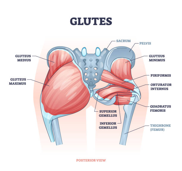 Glutes as gluteal body muscles for human buttocks strength outline concept Glutes as gluteal body muscles for human buttocks strength outline concept. Labeled educational anatomical scheme with physical skeletal and gluteus medius, maximus and minimus vector illustration. human muscle stock illustrations