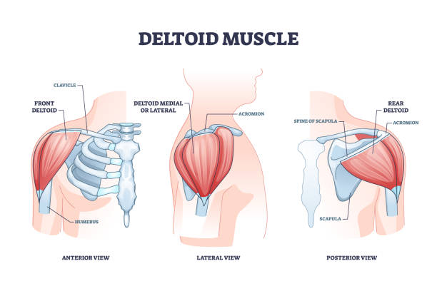 ilustrações de stock, clip art, desenhos animados e ícones de deltoid muscle and skeletal shoulder anatomical structure outline diagram - clavicle