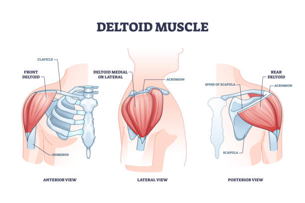 Deltoid muscle and skeletal shoulder anatomical structure outline diagram Deltoid muscle and skeletal shoulder anatomical structure outline diagram. Labeled educational bone description with anterior, lateral and posterior view vector illustration. Ball and socket joint. deltoid stock illustrations