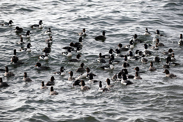 istock Ducks in the sea 136736943