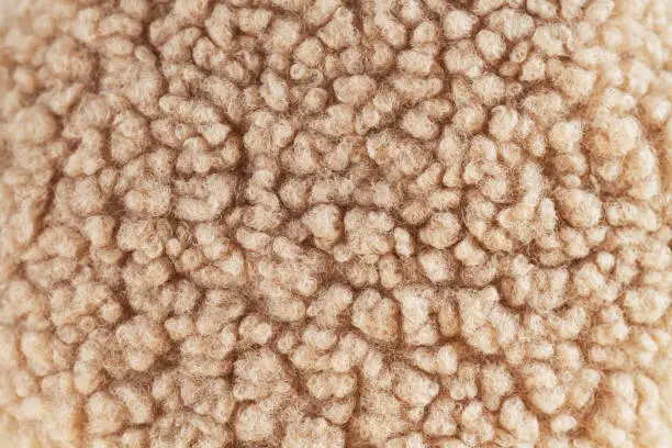 Beige wool background, natural sheepskin close-up. Top view