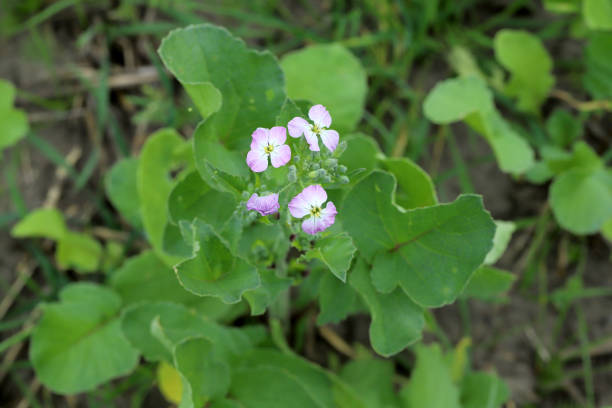 Arabidopsis thaliana, the thale cress, mouse-ear cress or arabidopsis, is a small plant from the mustard family (Brassicaceae)