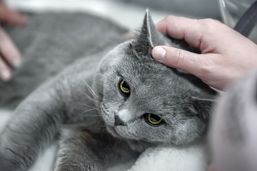 gray British shorthair cat lay in the owner's arms. Hands are stroking a gray, lop-eared Briton. A purebred animal.