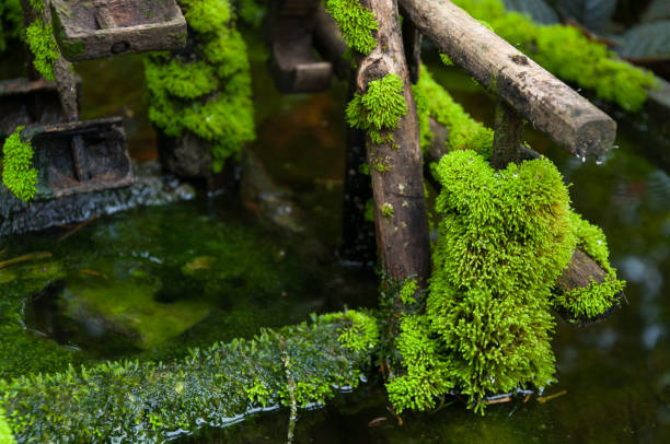 istock Closed up green moss in tropical forest 1367371396