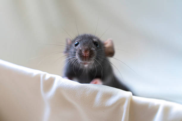 white mouse with black background