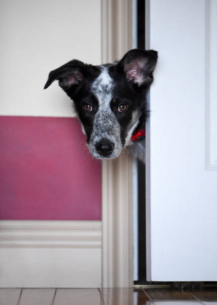 istock Border collie blue heeler mix sticking head through door 1367372490