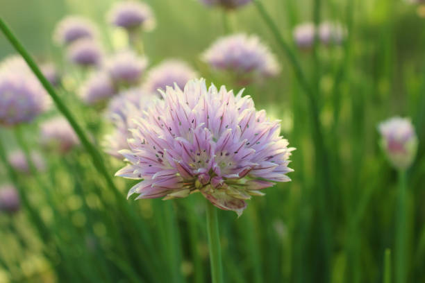 istock Beautiful decorative bow. Close-up. Background. Landscape. 1367373494