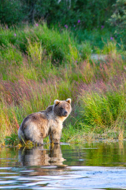 oso pardo salvaje en alaska - brown bear alaska katmai national park animal fotografías e imágenes de stock