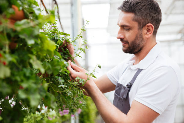 istock Concentrated bearded man in white t-shirt working with plants 1367373955