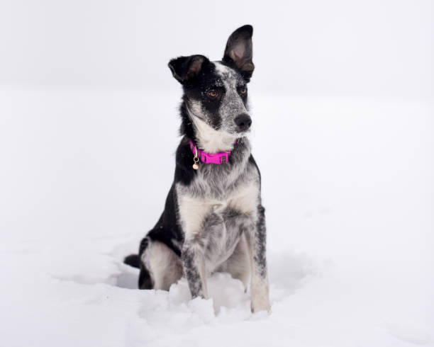 бордер-колли синий каблук микс в розовом воротнике на снегу - puppy feline domestic cat fur стоковые фото и изображения