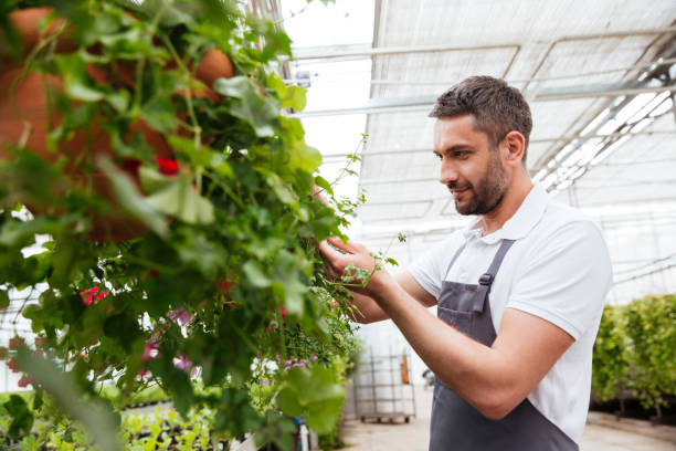 istock Concentrated bearded man in white t-shirt working with plants 1367375305