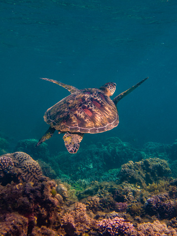 Underwater life in moalboal - beautiful turtles