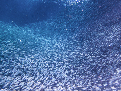 Underwater life in moalboal - a huge sardine run