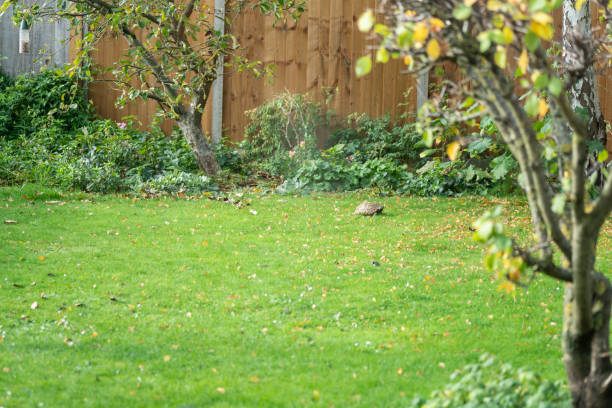 Grey small hare eating grass on summer field. Wild rabbit in nature.