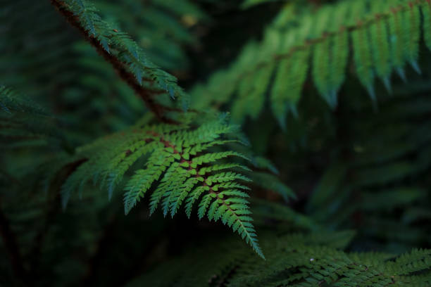 istock New Zealand 1367376333