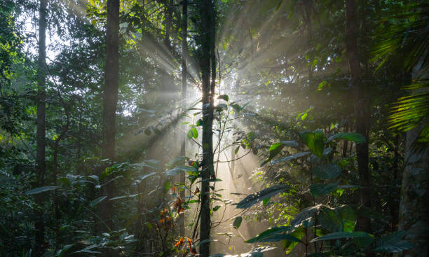 istock Low Angle View Of Sun Shining Through Tree Kuala Lumpur, Malaysia 1367376438