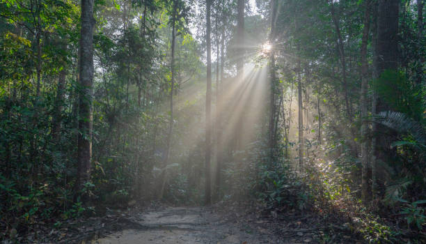 istock Low Angle View Of Sun Shining Through Tree Kuala Lumpur, Malaysia 1367376466